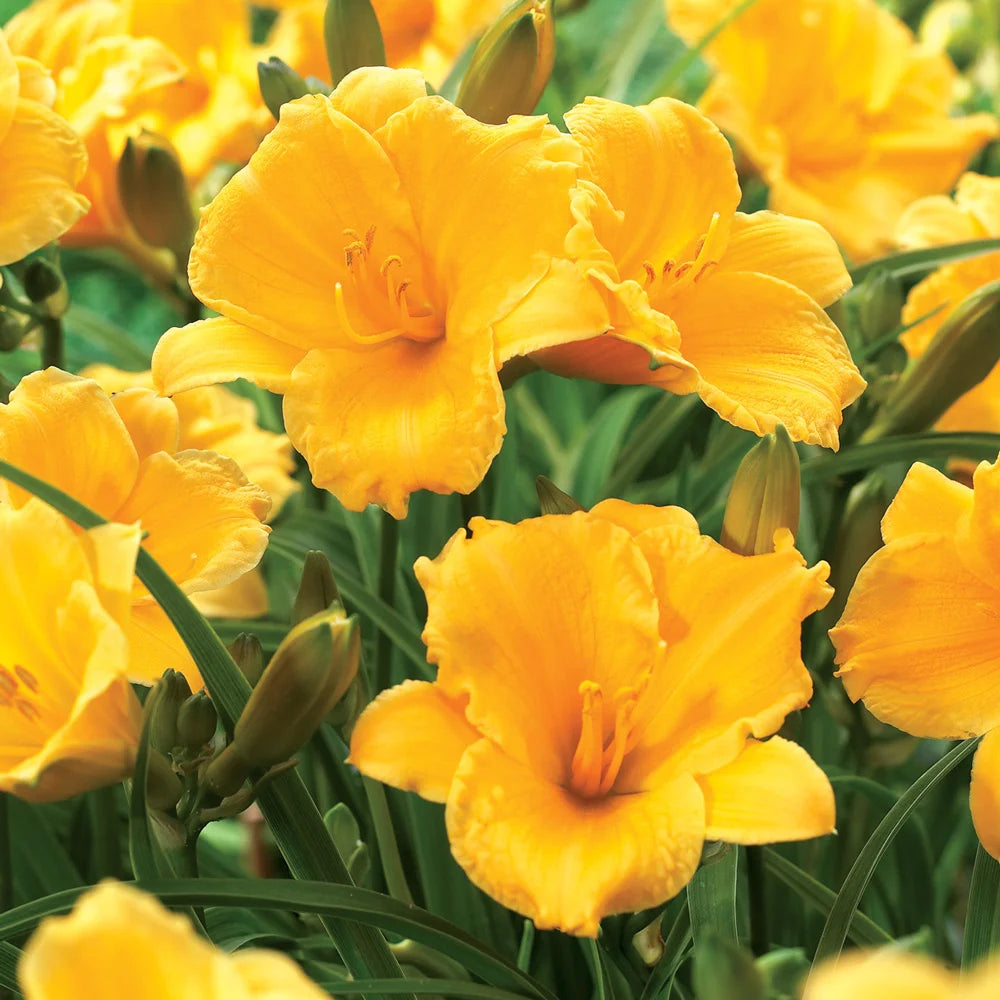 Stella dOro Daylily (Hemerocallis) For Sale | Dutch Bulbs Stella dOro Daylily (Hemerocallis) For Sale | Dutch Bulbs