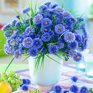 New York Aster Marie Ballard