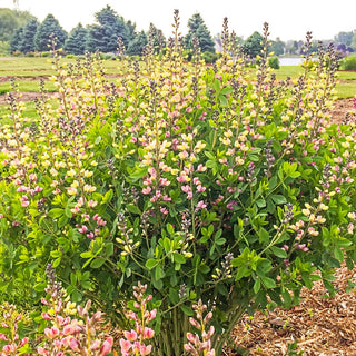 Pink Lemonade Raspberry Bush Baptisia Pink Lemonade | K. van Bourgondien