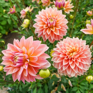 Decorative Dahlia Kick-Off
