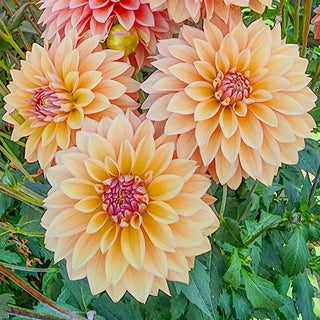Decorative Dahlia Kick-Off