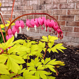 Dicentra spectabilis 'Gold Heart'
