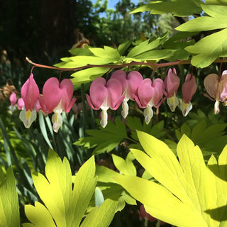 Dicentra spectabilis 'Gold Heart'