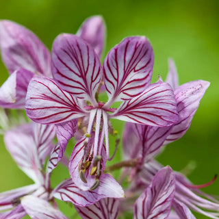 Gasplant (Burning Bush)