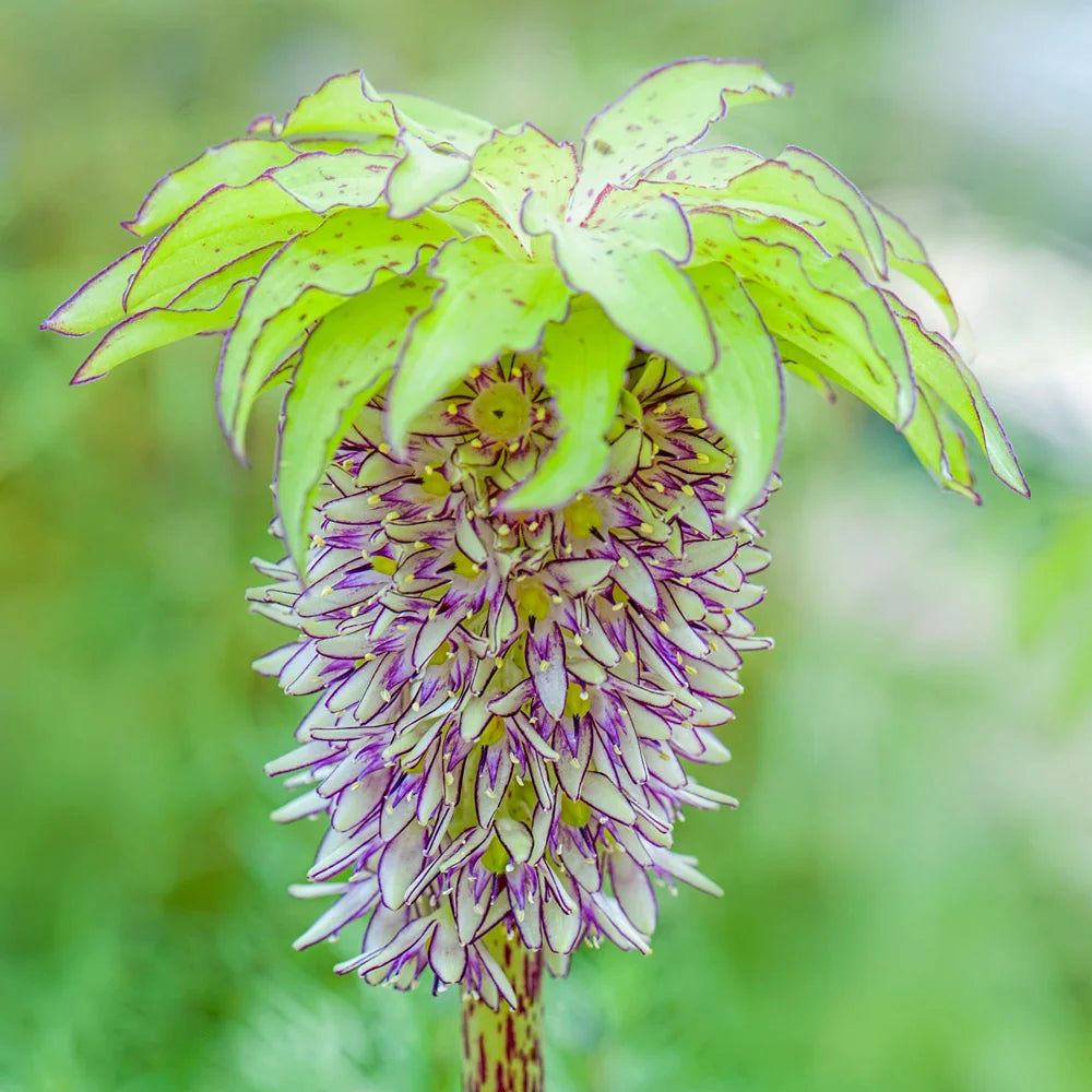 pineapple lily plant Pineapple Lily
