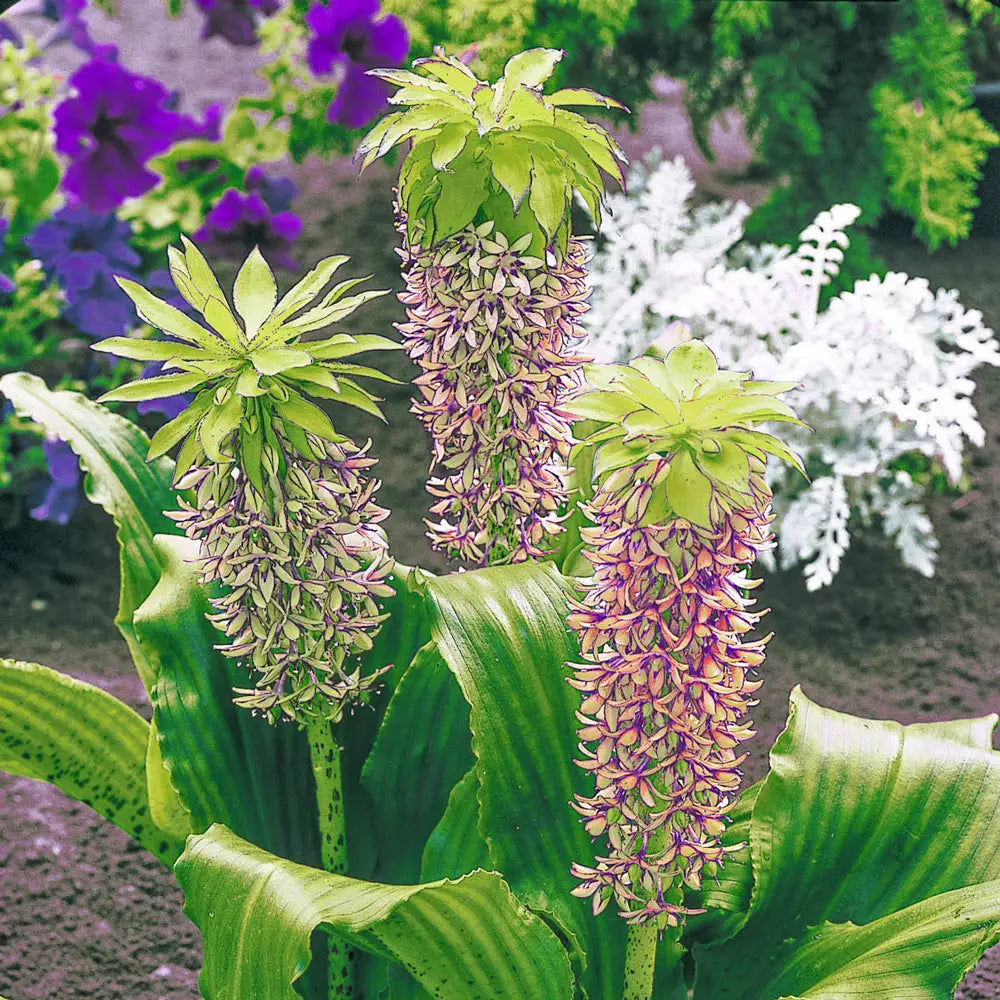purple pineapple lily plant Buy Pineapple Lily