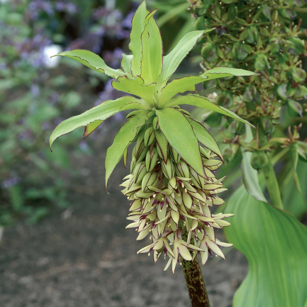 pineapple lily flower Pineapple Lily