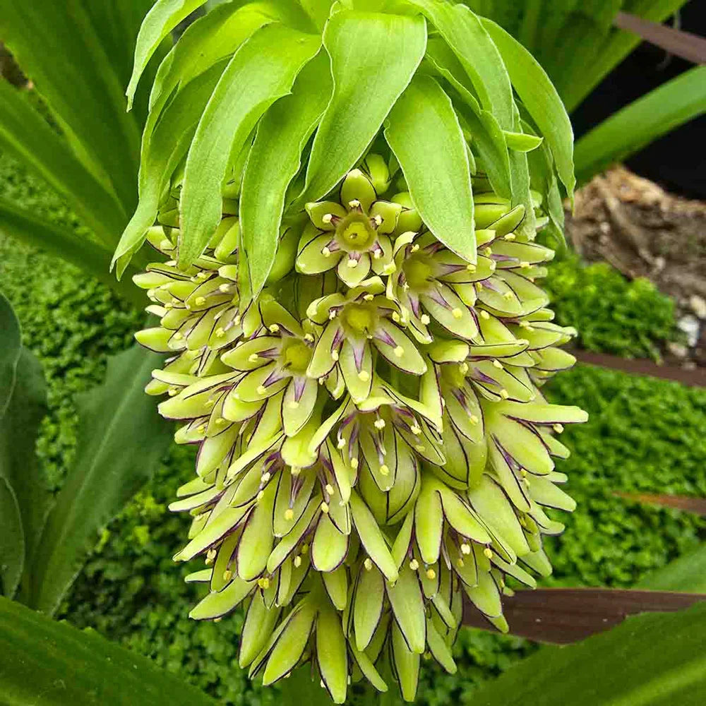 pineapple bulb plant Pineapple Lily