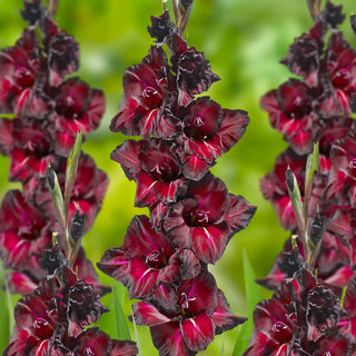 Gladiolus Black Sea