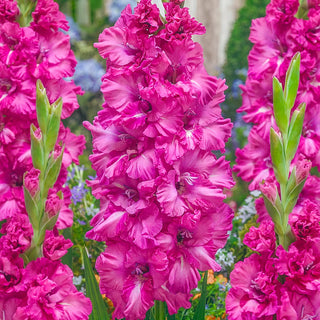 Gladiolus Grozny