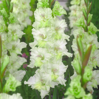 Gladiolus Gydan