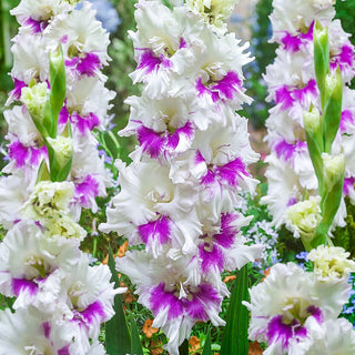 Hybrid Gladiolus Kirov