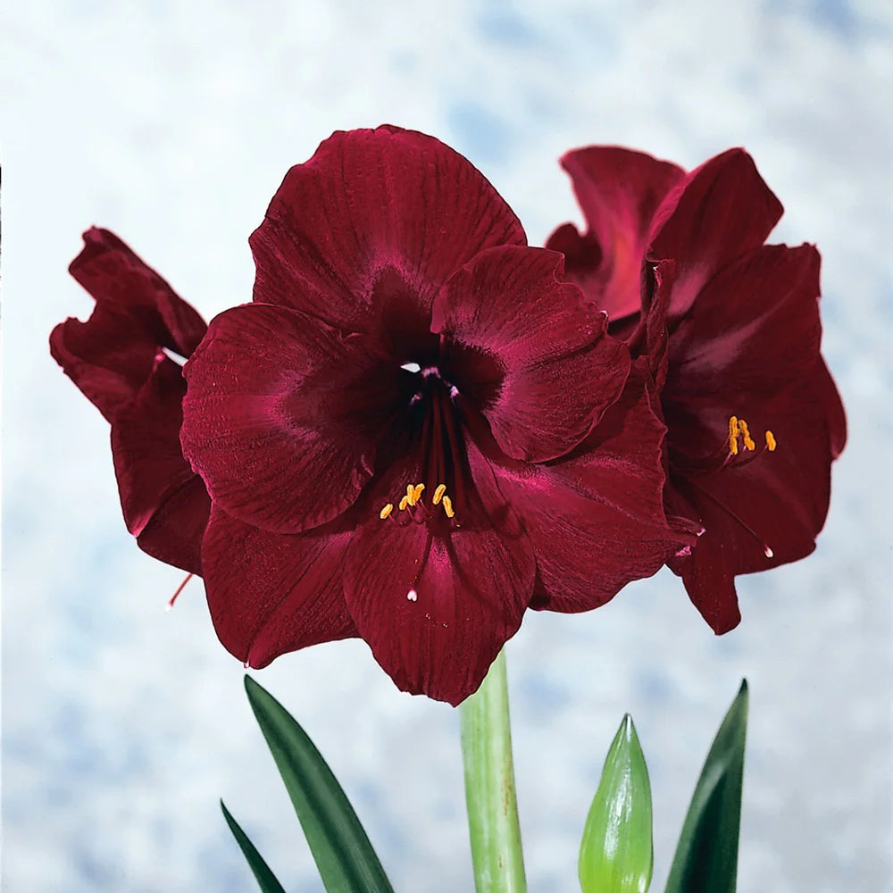 black pearl lily flower Amaryllis Black Pearl | Bag of 3 Wholesale Bulbs | Hippeastrum 'Black Pearl' | Zone 3-10 | Red | Black | 16 - 18 inches | Full Sun