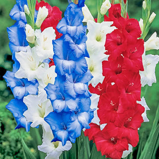 Patriotic Gladiolus Blend