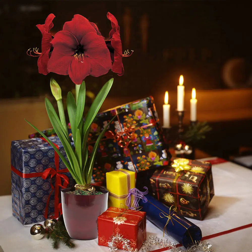 Bulbo Amaryllis Picotee Olandese - Fiore Grande Per Interni | Senza Semi E Non Artificiale - Foto 5