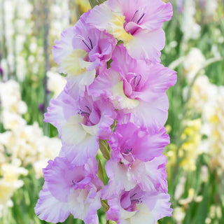 Gladiolus Vladivostok
