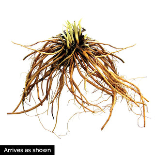 Daylily Plum Perfect