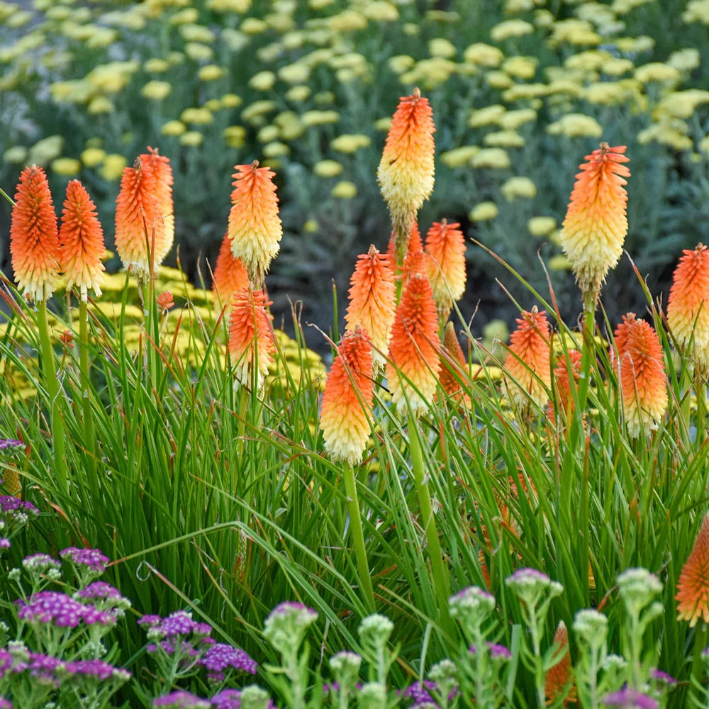 red hot poker plant in pots Red Hot Poker Hot and Cold