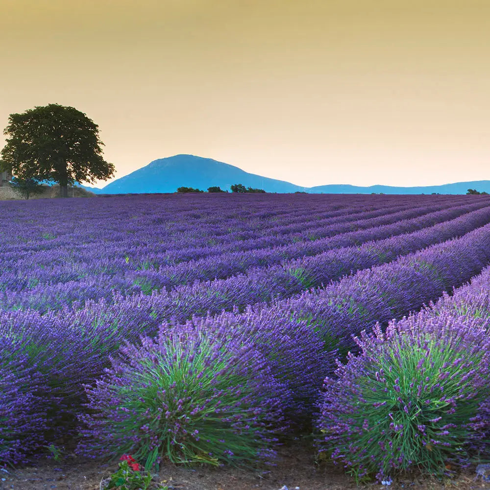 hidcote lavender plant spacing English Lavender Hidcote
