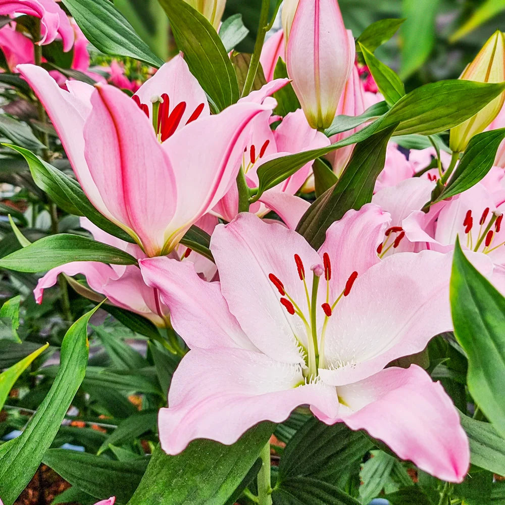 japanese pink peace lily Oriental Lily Hilux