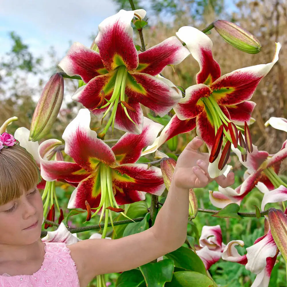astrid lily flower Giant Hybrid Lily Leslie Woodriff