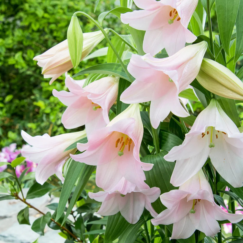 white trumpet lily flower Trumpet Lily Magnifique