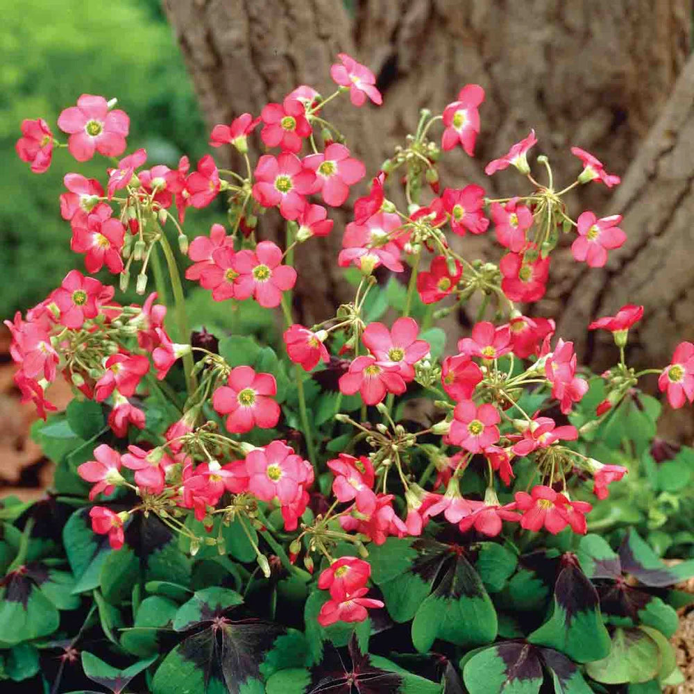 iron cross plant indoor Shamrock Iron Cross