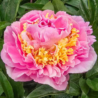 Peony Lavon
