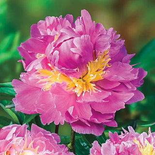 Peony Lavon