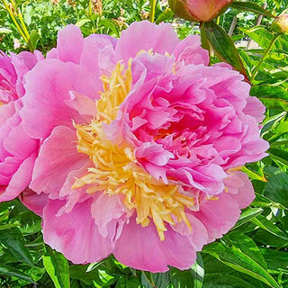 Peony Lavon