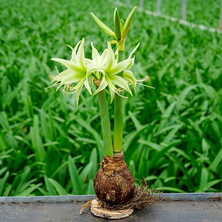 Amaryllis Evergreen