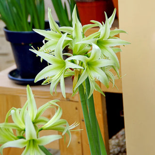 Amaryllis Evergreen