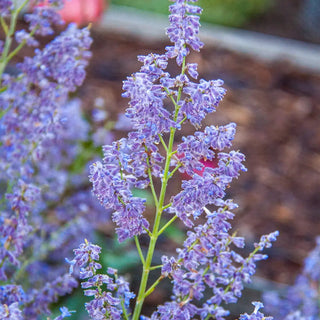 Russian Sage Denim 'n Lace