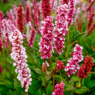 Lesser Knotweed Gnome