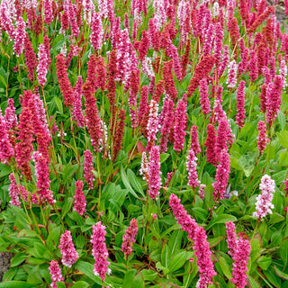 Lesser Knotweed Gnome