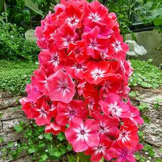 Stars In Our Eyes Hardy Tall Phlox