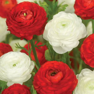 Peppermint Twist Ranunculus Duet
