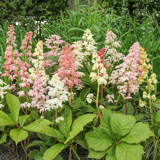 Chestnut-Leaved Rodgersia