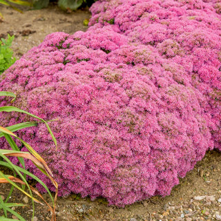 Sedum Powderpuff