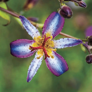Toad Lily Taipei Silk