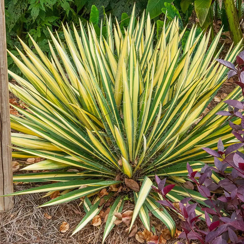 variegated yucca cane Yucca Color Guard