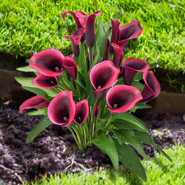 Calla Lily Dior