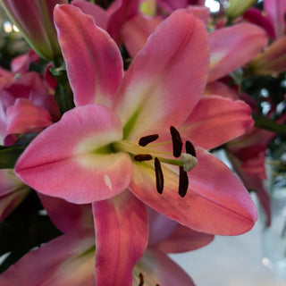 Oriental Lily Albareto