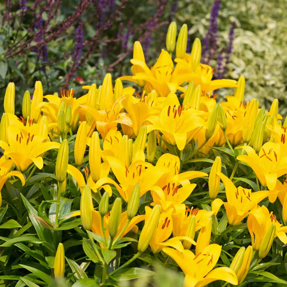 yellow lily type flower Asiatic Lily Yellow Power