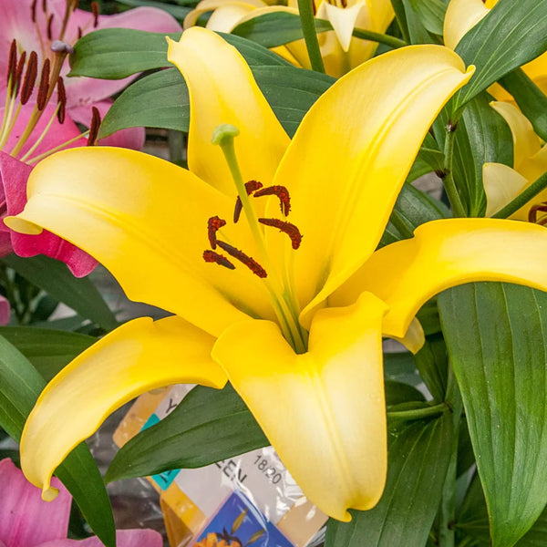 red and yellow asiatic lily Asiatic Lily Yellow Power | K. van Bourgondien