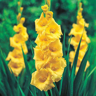 Gladiolus Strong Gold
