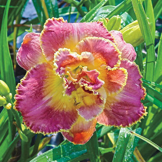 Daylily Unlock the Stars