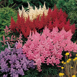 Astilbe Mixed