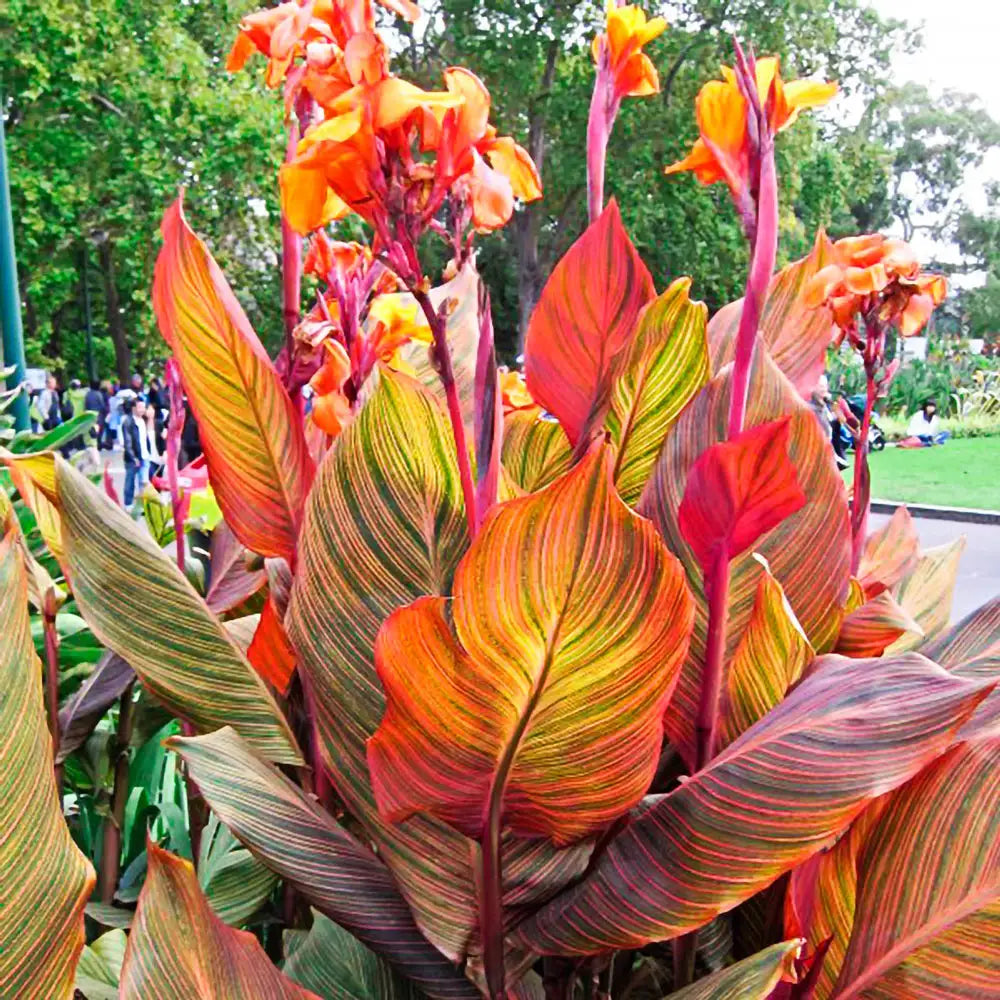 canna plant indoors Variegated Giant Canna Phasion