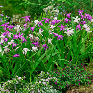 Hardy Ground Orchid Mix (Bletilla striata)